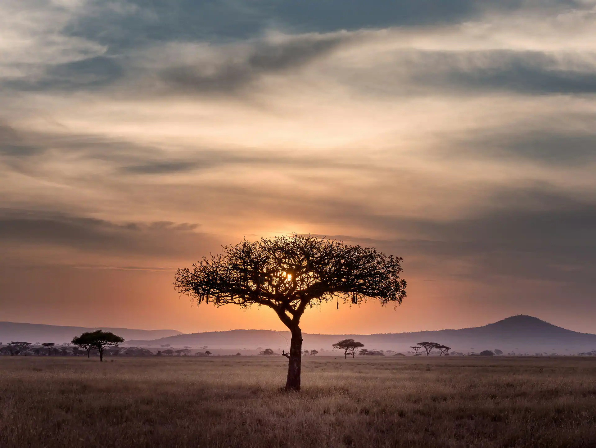 Savanna landscape with acacia tree at golden hour