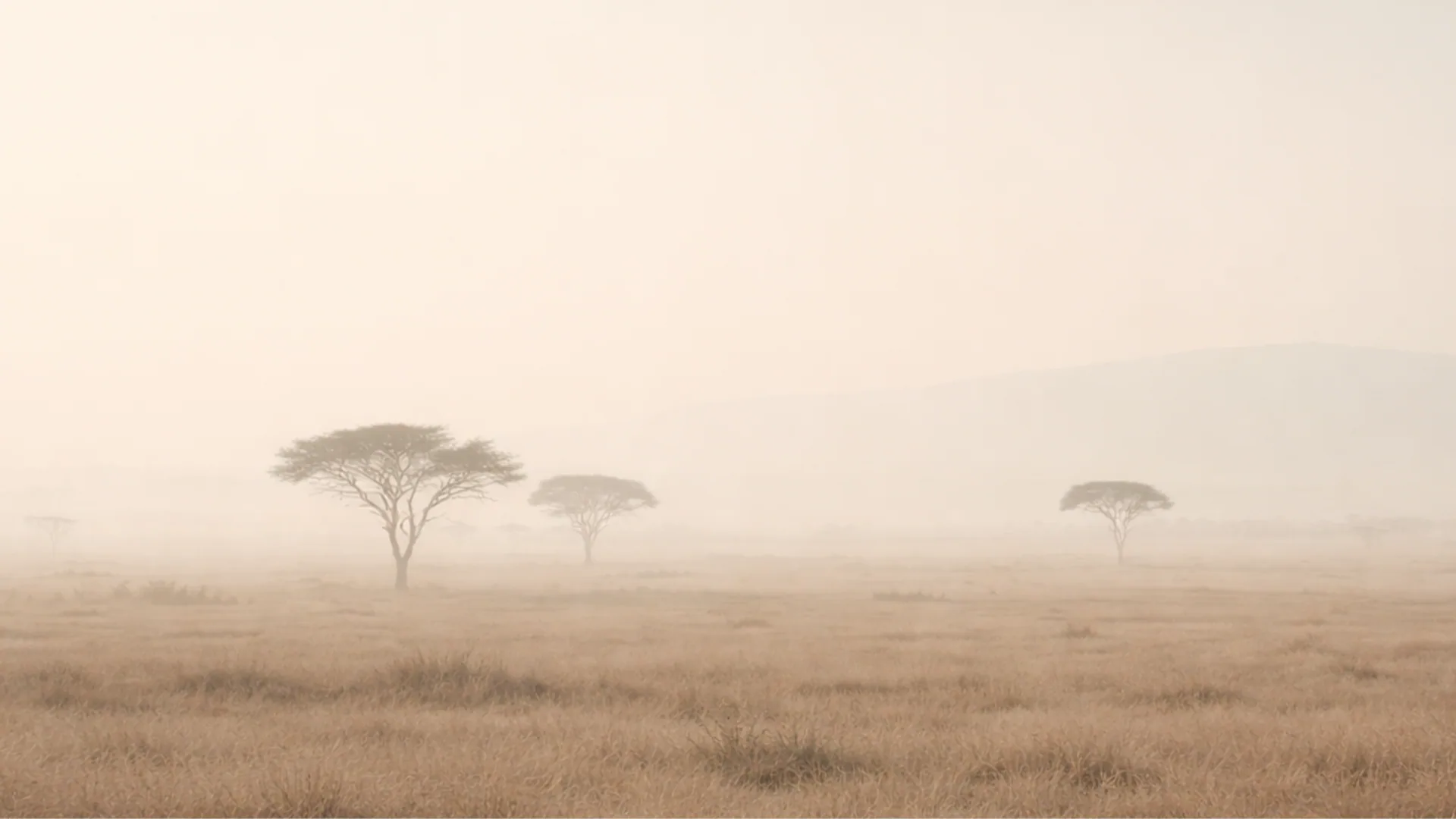 African savanna with acacia trees in soft golden light